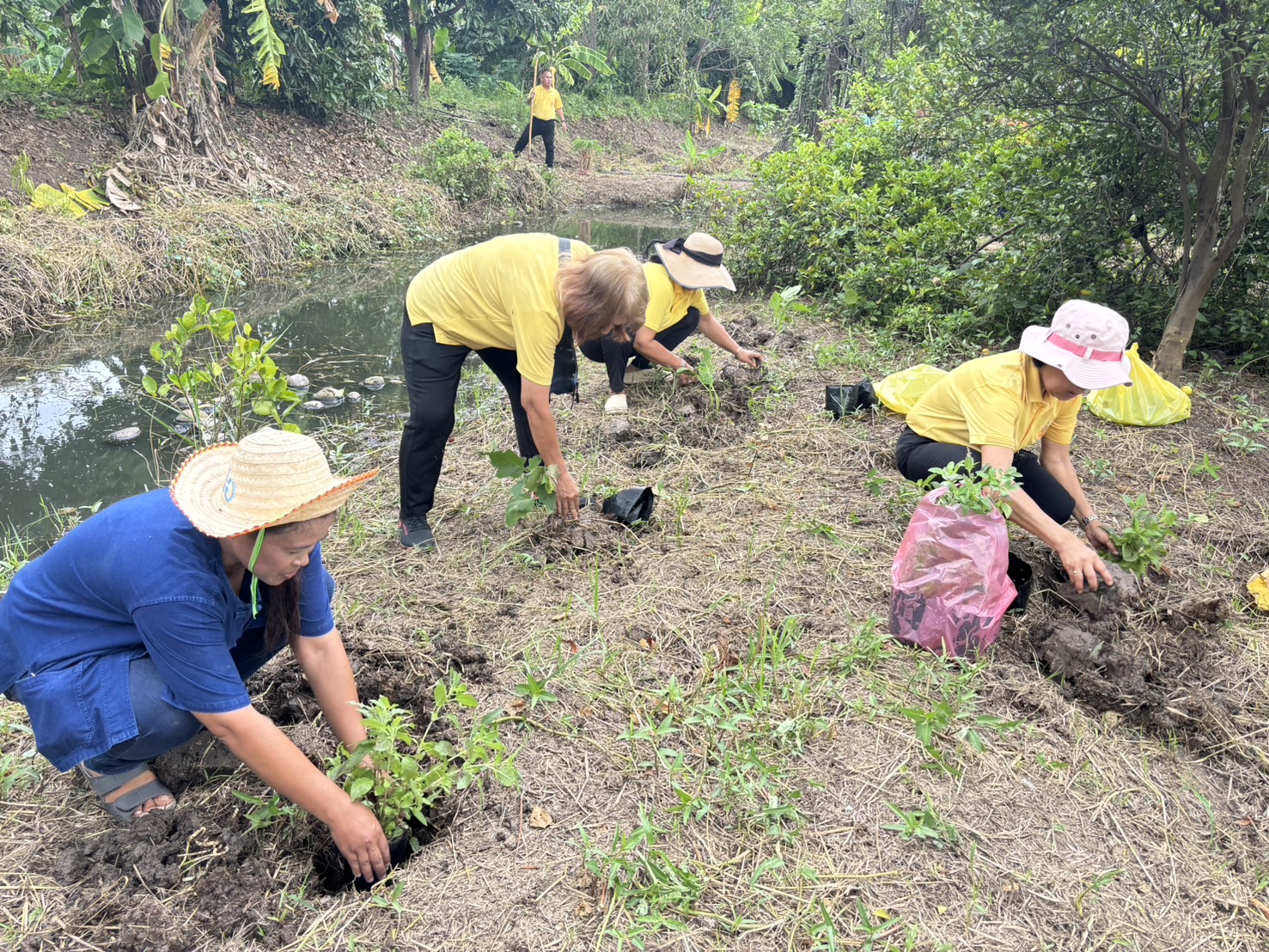 📢 พช.บางใหญ่ สนับสนุนโครงการสนับสนุนกิจกรรมตามแผนขับเคลื่อนการขจัดความยากจนขององค์กรสตรี กิจกรรมพัฒนาและส่งเสริมอาชีพ “บางใหญ่มีรัก ปลูกผักแบ่งปัน“