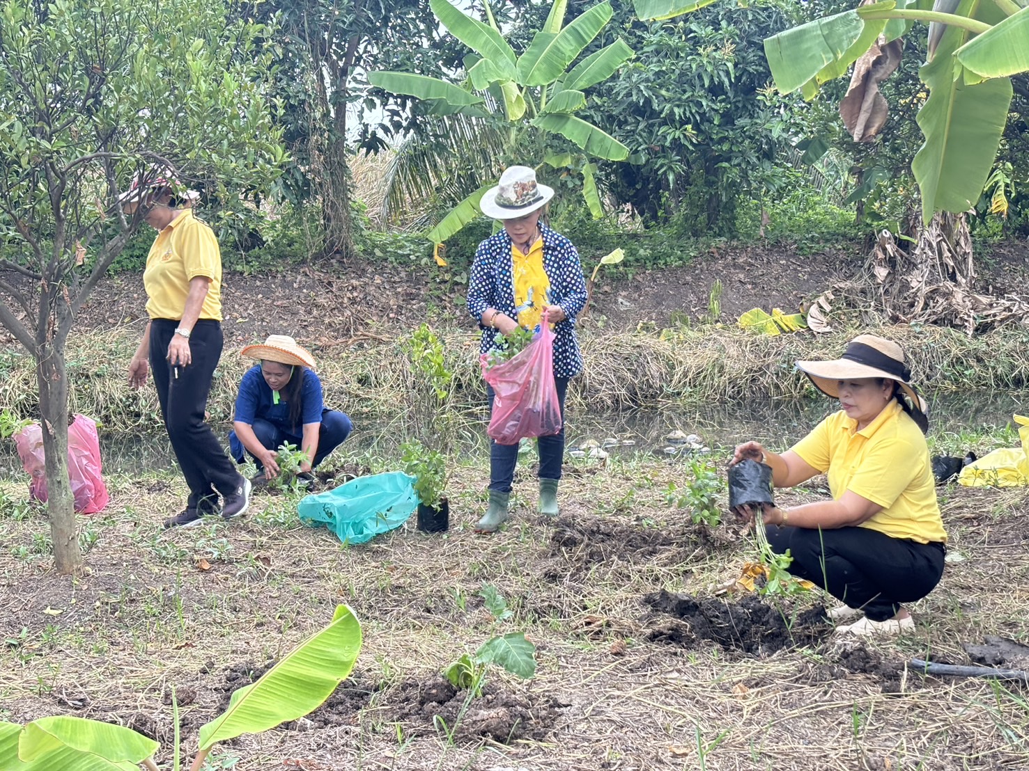 📢 พช.บางใหญ่ สนับสนุนโครงการสนับสนุนกิจกรรมตามแผนขับเคลื่อนการขจัดความยากจนขององค์กรสตรี กิจกรรมพัฒนาและส่งเสริมอาชีพ “บางใหญ่มีรัก ปลูกผักแบ่งปัน“