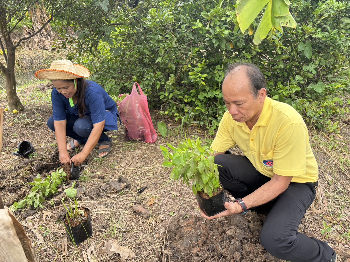 📢 พช.บางใหญ่ สนับสนุนโครงการสนับสนุนกิจกรรมตามแผนขับเคลื่อนการขจัดความยากจนขององค์กรสตรี กิจกรรมพัฒนาและส่งเสริมอาชีพ “บางใหญ่มีรัก ปลูกผักแบ่งปัน“