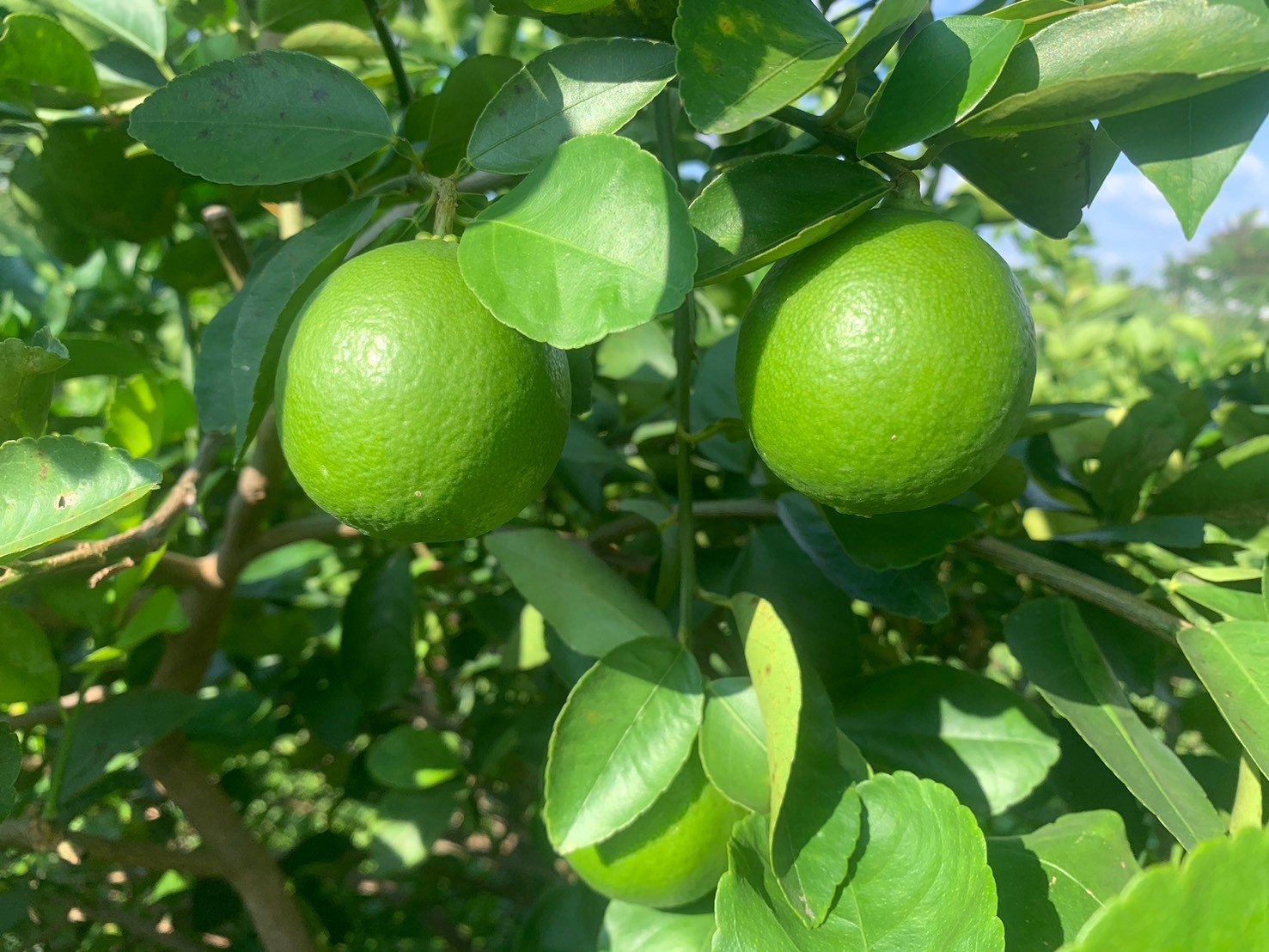 พช.นนท์ ลงพื้นที่ขับเคลื่อนการพัฒนาเศรษฐกิจฐานรากและประชารัฐจังหวัดนนทบุรี