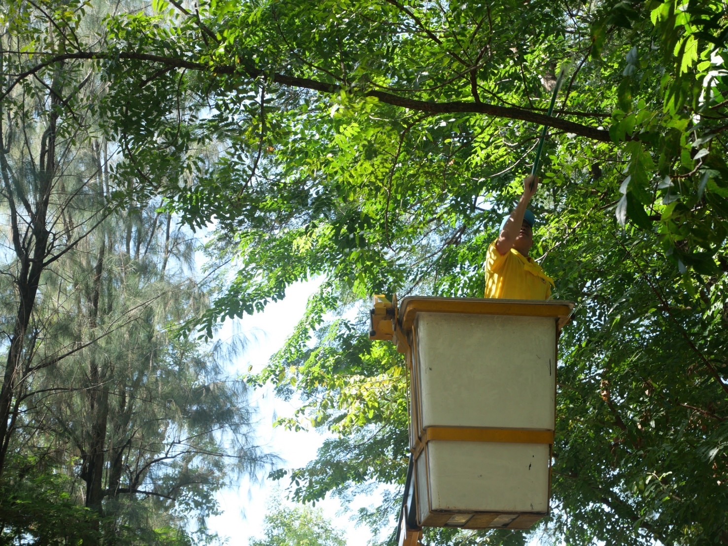 🌻พช.บางบัวทอง ร่วมกิจกรรมจิตอาสาเนื่องในโอกาสวันคล้ายวันพระบรมราชสมภพ ของสมเด็จพระบรมชนกาธิเบศรมหาภูมิพลอดุยเดชมหาราช บรมนาถบพิตร 5 ธันวาคม 2567