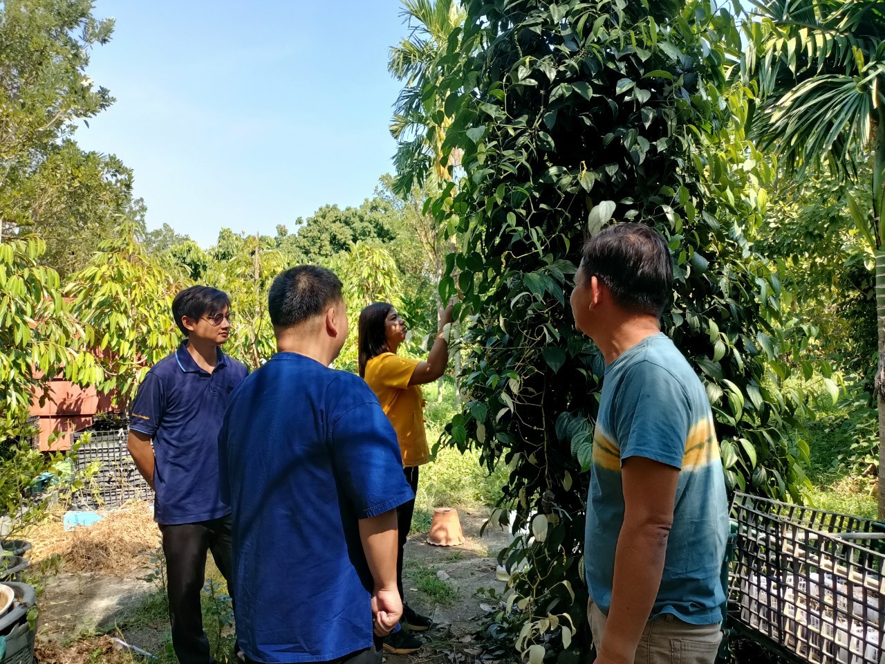 พช.บางกรวย ลงพื้นที่ศูนย์เรียนรู้การเพิ่มประสิทธิภาพการผลิตสินค้าเกษตร (ศพก.) อำเภอบางกรวย