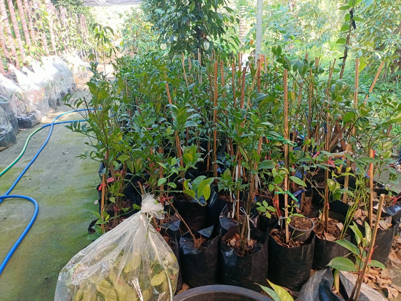 พช.บางกรวย ลงพื้นที่ศูนย์เรียนรู้การเพิ่มประสิทธิภาพการผลิตสินค้าเกษตร (ศพก.) อำเภอบางกรวย