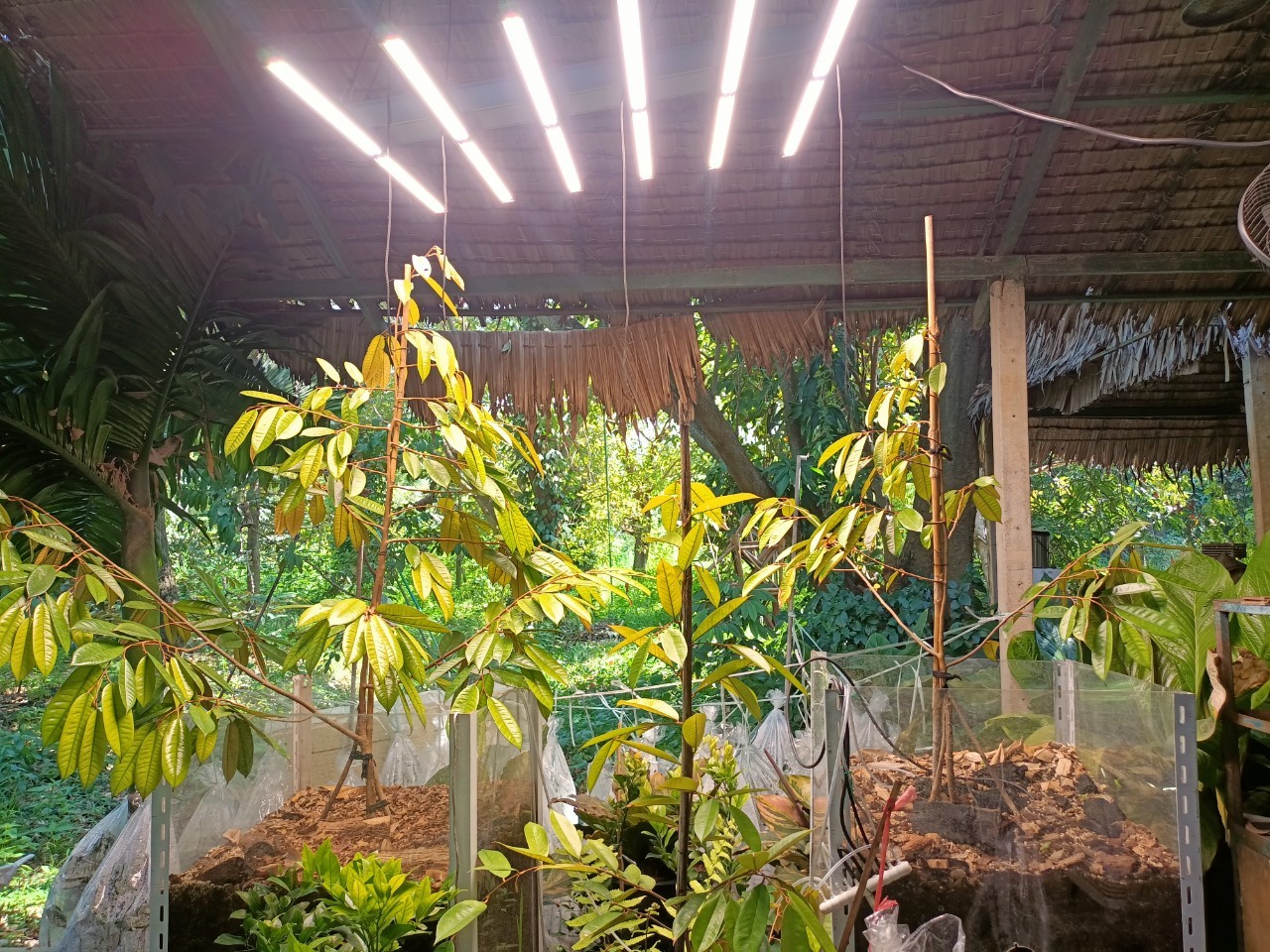 พช.บางกรวย ลงพื้นที่ศูนย์เรียนรู้การเพิ่มประสิทธิภาพการผลิตสินค้าเกษตร (ศพก.) อำเภอบางกรวย