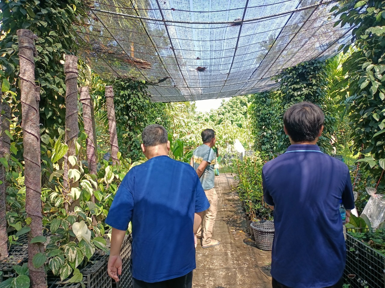 พช.บางกรวย ลงพื้นที่ศูนย์เรียนรู้การเพิ่มประสิทธิภาพการผลิตสินค้าเกษตร (ศพก.) อำเภอบางกรวย