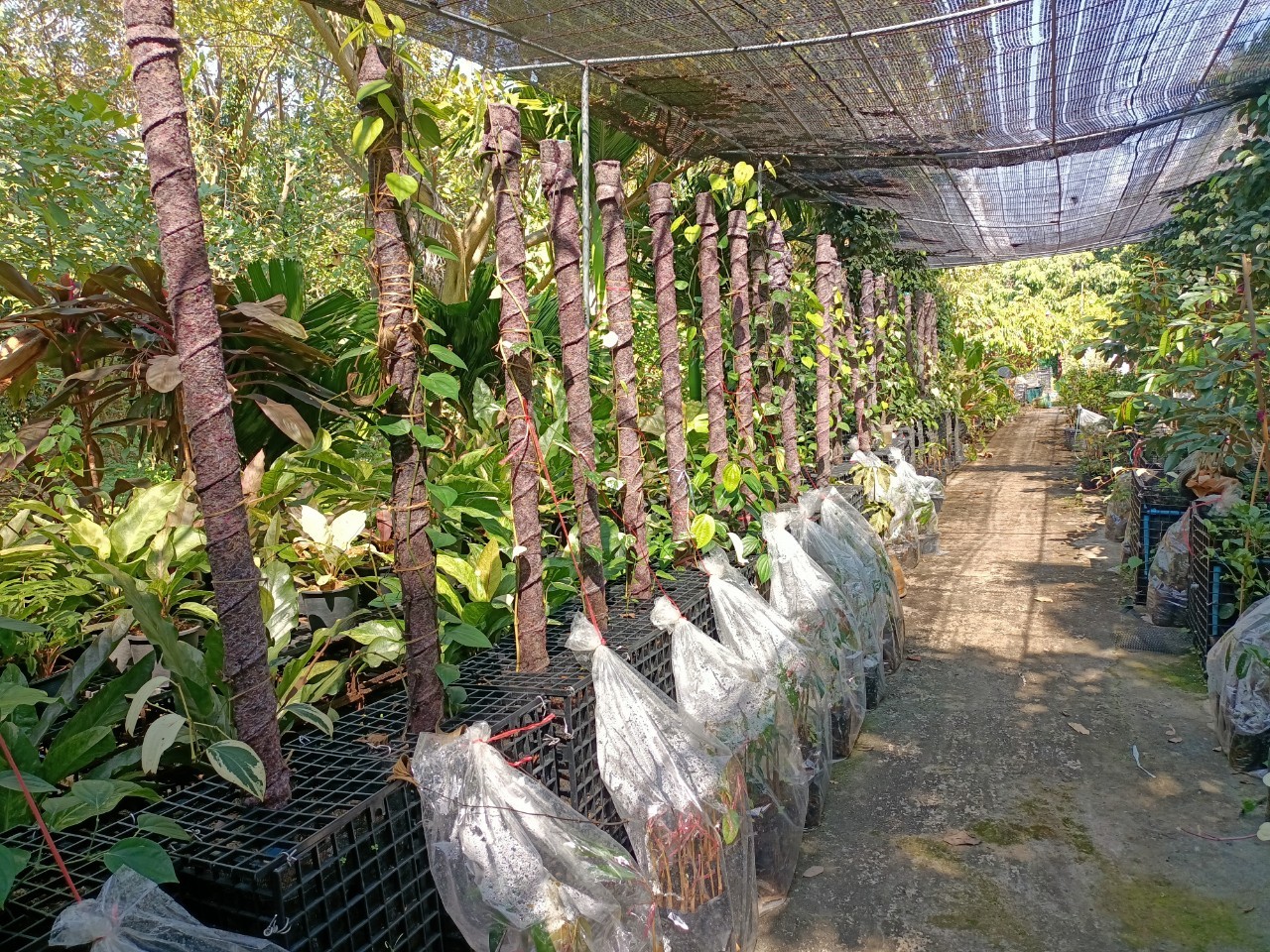 พช.บางกรวย ลงพื้นที่ศูนย์เรียนรู้การเพิ่มประสิทธิภาพการผลิตสินค้าเกษตร (ศพก.) อำเภอบางกรวย