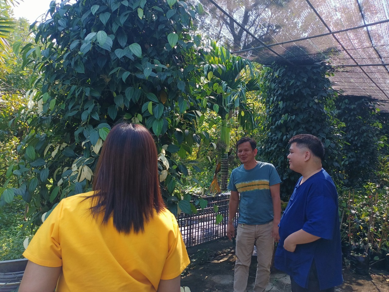 พช.บางกรวย ลงพื้นที่ศูนย์เรียนรู้การเพิ่มประสิทธิภาพการผลิตสินค้าเกษตร (ศพก.) อำเภอบางกรวย