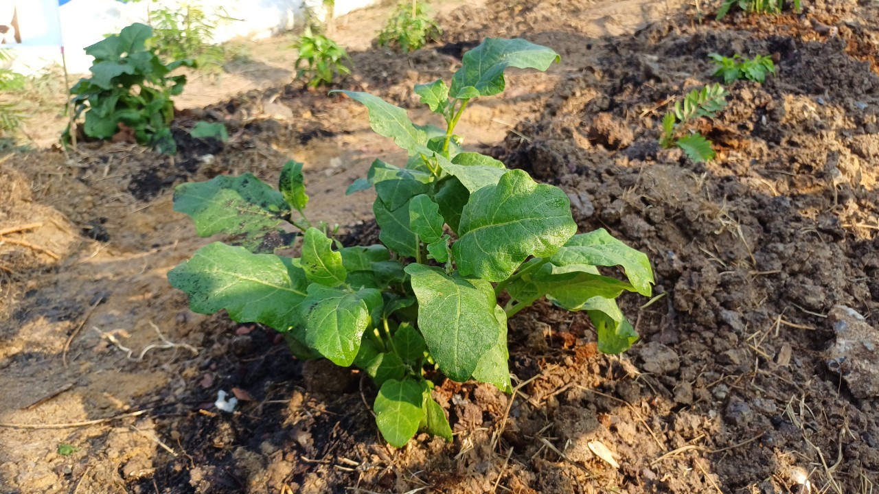 พช.ปากเกร็ดจัดกิจกรรมปลูกผักสวนครัว ตามโครงการอช.ร่วมใจ ขจัดภัยแก้จน พัฒนาชุมชน อย่างพอเพียง อำเภอปากเกร็ด