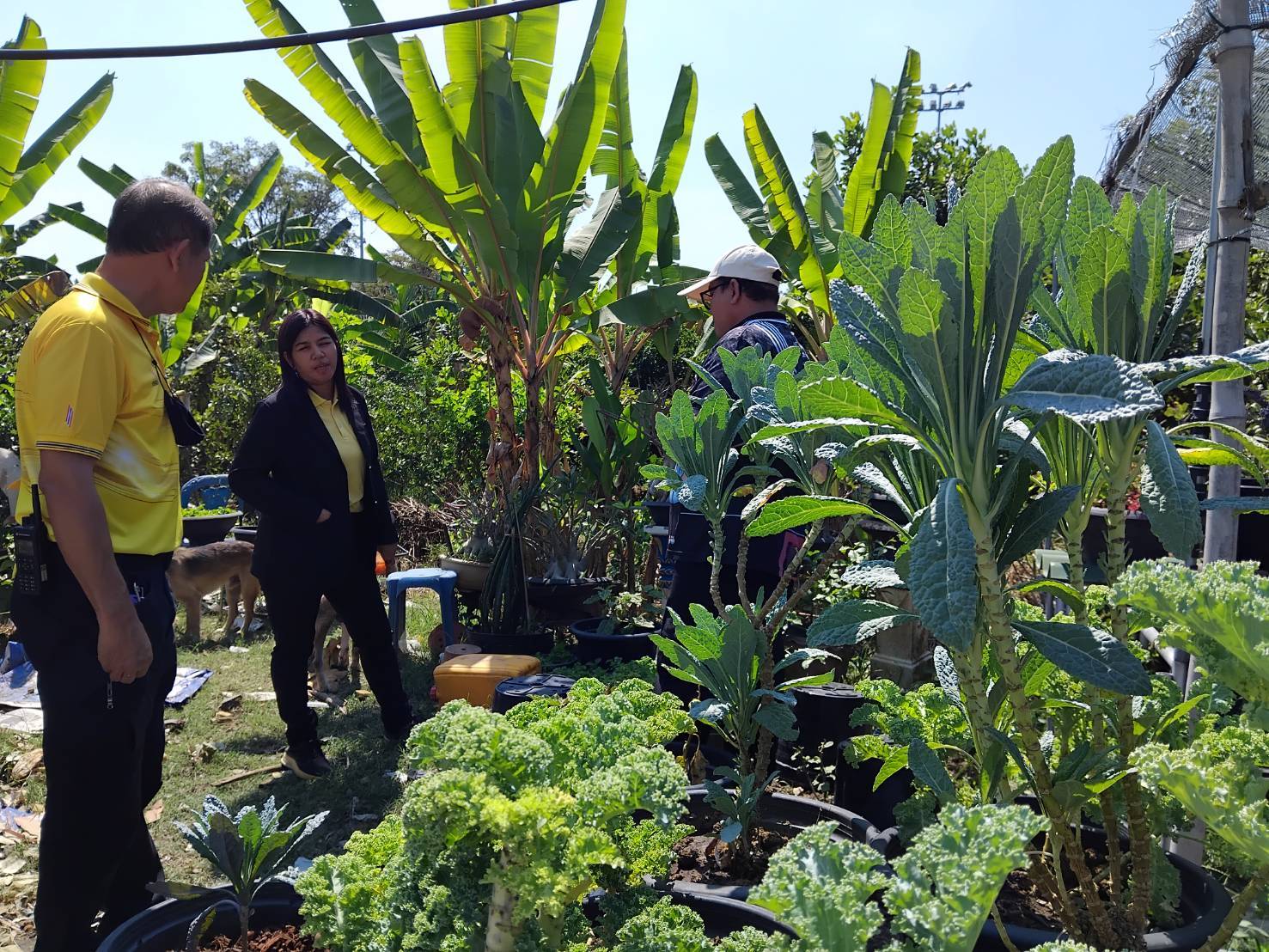พช.บางกรวย น้อมนำแนวพระราชดำริของสมเด็จพระกนิษฐาธิราชเจ้า กรมสมเด็จพระเทพรัตนราชสุดาฯ สยามบรมราชกุมารี สู่แผนปฏิบัติการ ๙๐ วัน ปลูกผักสวนครัวเพื่อสร้างความมั่นคงทางอาหาร
