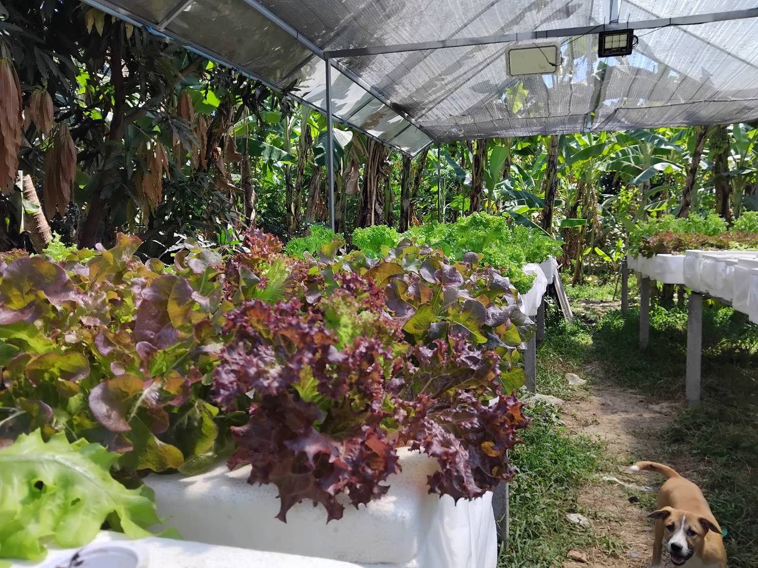 พช.บางกรวย น้อมนำแนวพระราชดำริของสมเด็จพระกนิษฐาธิราชเจ้า กรมสมเด็จพระเทพรัตนราชสุดาฯ สยามบรมราชกุมารี สู่แผนปฏิบัติการ ๙๐ วัน ปลูกผักสวนครัวเพื่อสร้างความมั่นคงทางอาหาร