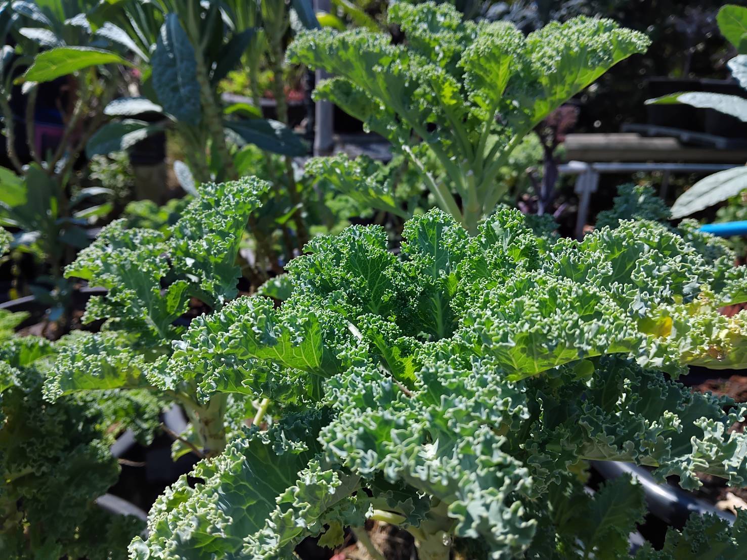 พช.บางกรวย น้อมนำแนวพระราชดำริของสมเด็จพระกนิษฐาธิราชเจ้า กรมสมเด็จพระเทพรัตนราชสุดาฯ สยามบรมราชกุมารี สู่แผนปฏิบัติการ ๙๐ วัน ปลูกผักสวนครัวเพื่อสร้างความมั่นคงทางอาหาร