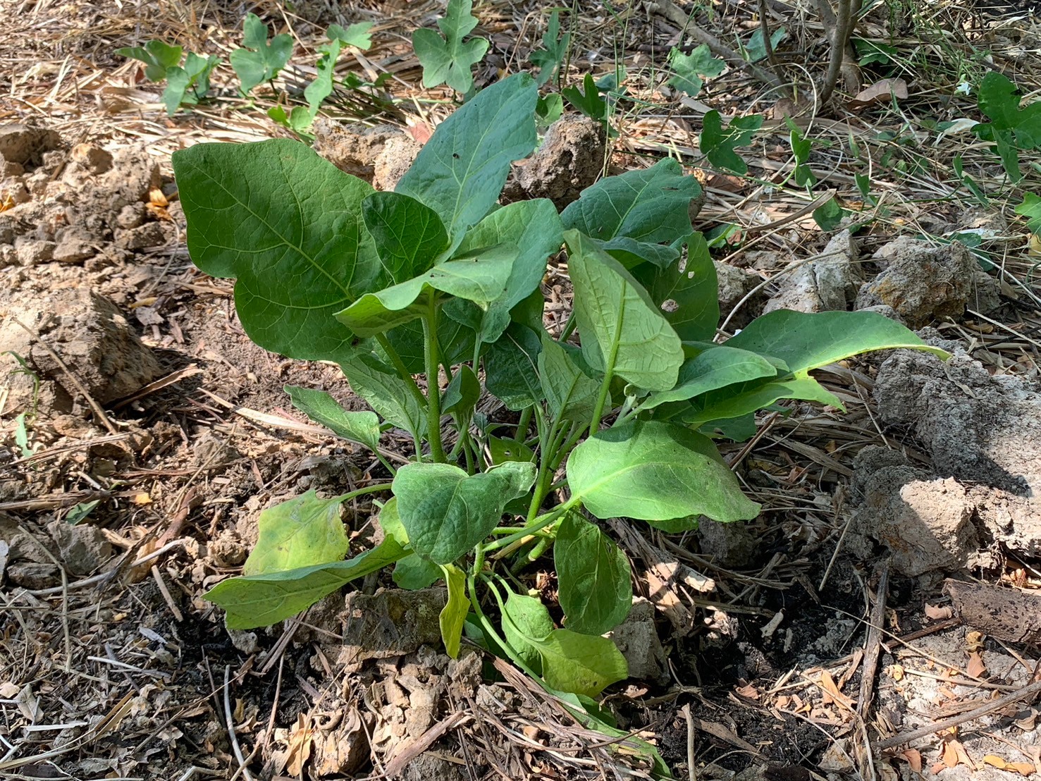 พช.นนทบุรี ดำเนินโครงการประชุมเชิงปฏิบัติการสนับสนุนการขับเคลื่อนเครือข่ายศูนย์เรียนรู้การพัฒนาคุณภาพชีวิตตามหลักทฤษฎีใหม่ ประยุกต์สู่ “โคก หนอง นา” ระดับจังหวัด