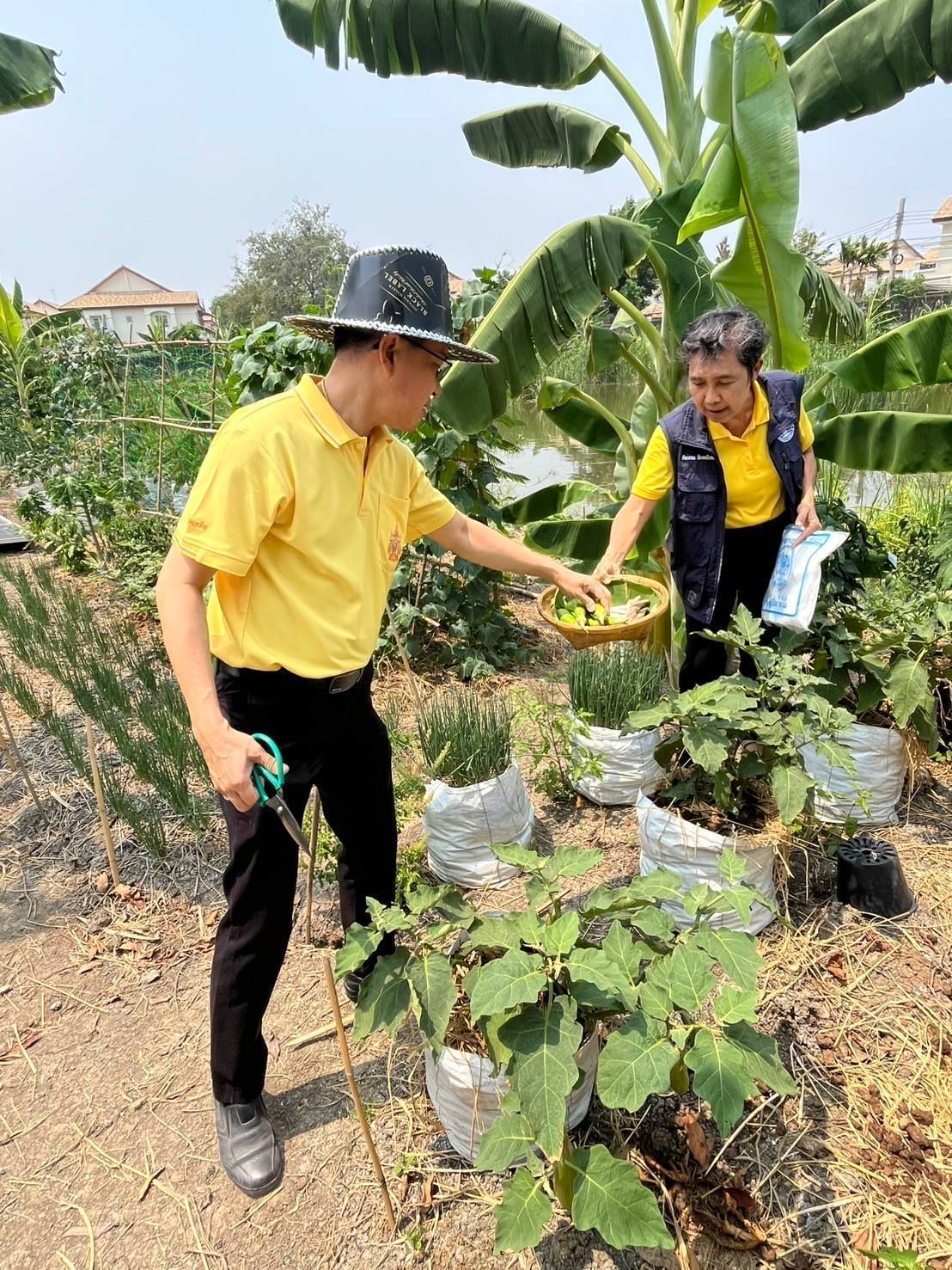 อำเภอบางกรวยร่วมกับสพอ.บางกรวยลงพื้นที่ตรวจเยี่ยมโครงการปลูกพืชผักสวนครัวของชุมชนหมู่บ้านเทพนคร หมู่ที่ 7 ตำบลมหาสวัสดิ์ อำเภอบางกรวย จังหวัดนนทบุรี