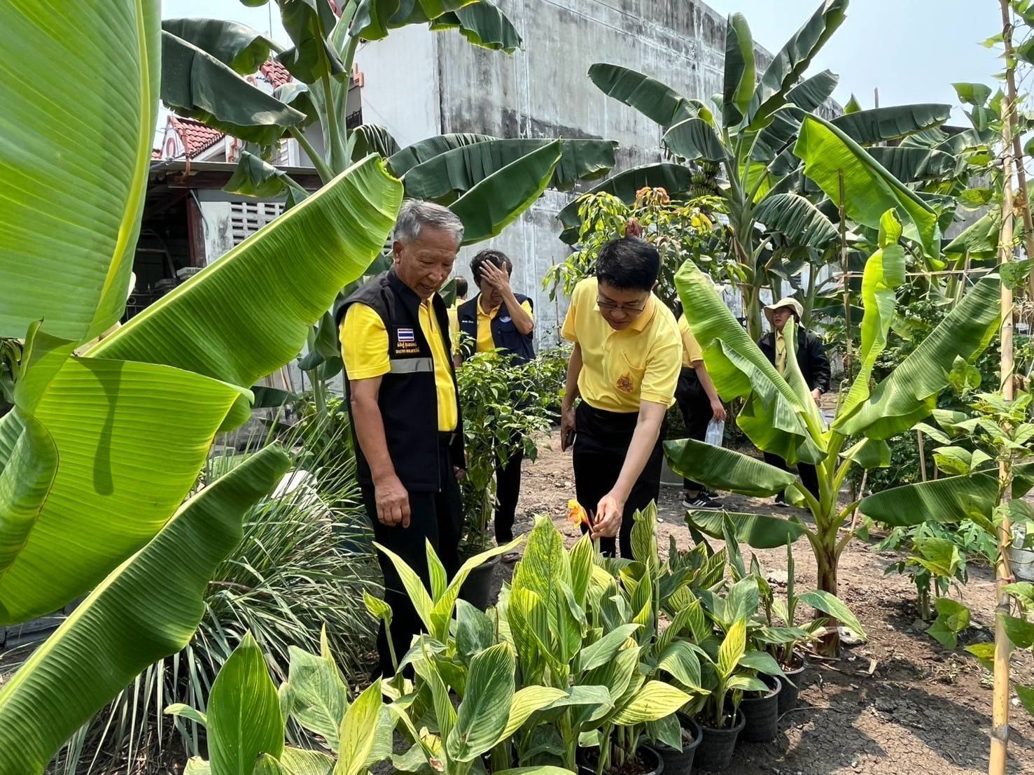 อำเภอบางกรวยร่วมกับสพอ.บางกรวยลงพื้นที่ตรวจเยี่ยมโครงการปลูกพืชผักสวนครัวของชุมชนหมู่บ้านเทพนคร หมู่ที่ 7 ตำบลมหาสวัสดิ์ อำเภอบางกรวย จังหวัดนนทบุรี