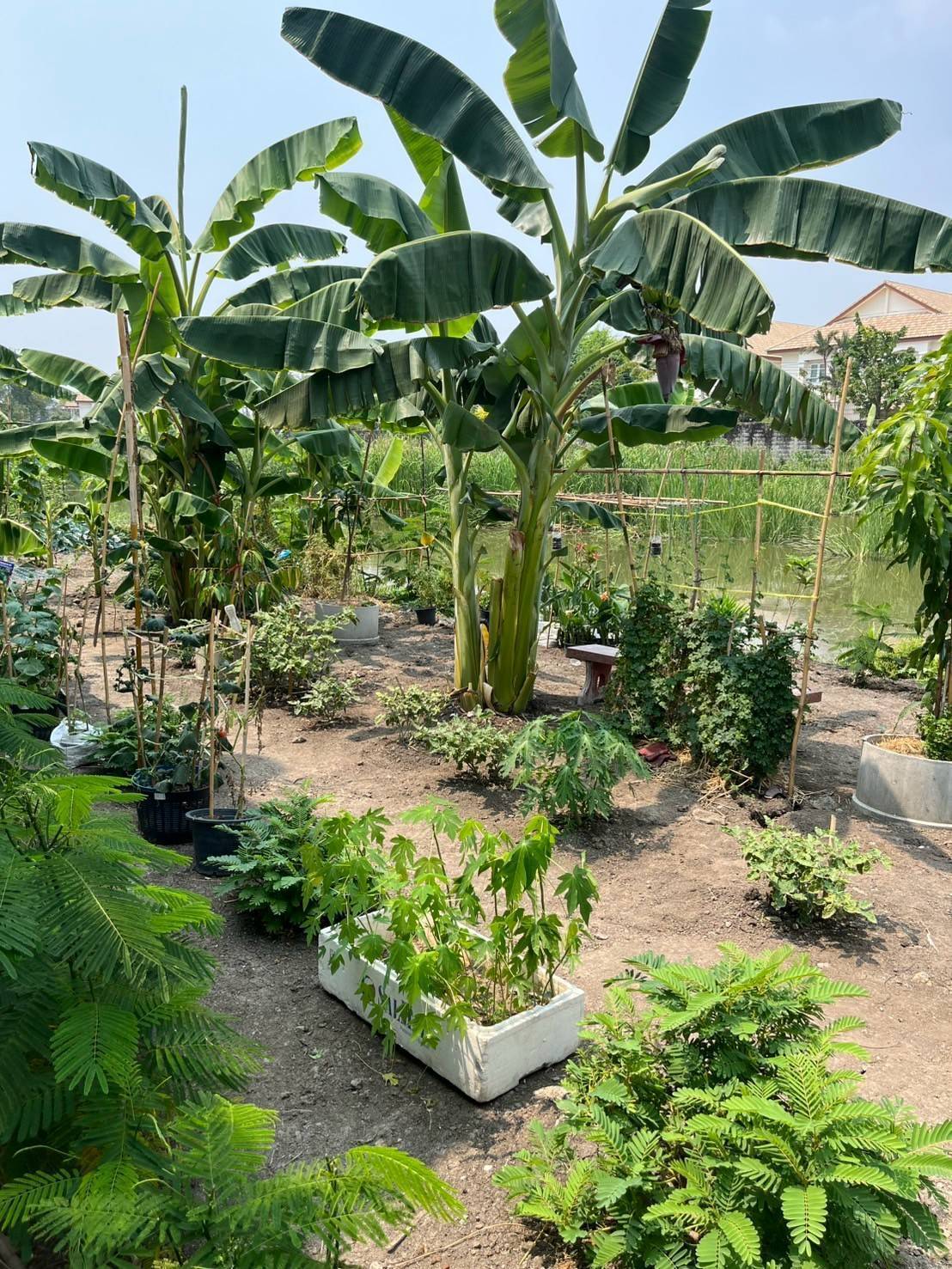 อำเภอบางกรวยร่วมกับสพอ.บางกรวยลงพื้นที่ตรวจเยี่ยมโครงการปลูกพืชผักสวนครัวของชุมชนหมู่บ้านเทพนคร หมู่ที่ 7 ตำบลมหาสวัสดิ์ อำเภอบางกรวย จังหวัดนนทบุรี