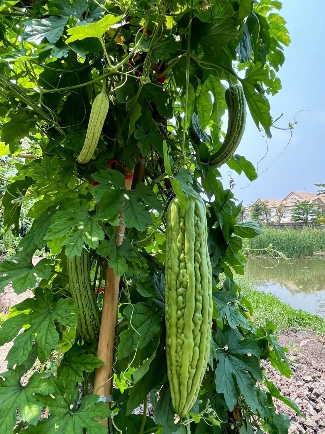 อำเภอบางกรวยร่วมกับสพอ.บางกรวยลงพื้นที่ตรวจเยี่ยมโครงการปลูกพืชผักสวนครัวของชุมชนหมู่บ้านเทพนคร หมู่ที่ 7 ตำบลมหาสวัสดิ์ อำเภอบางกรวย จังหวัดนนทบุรี