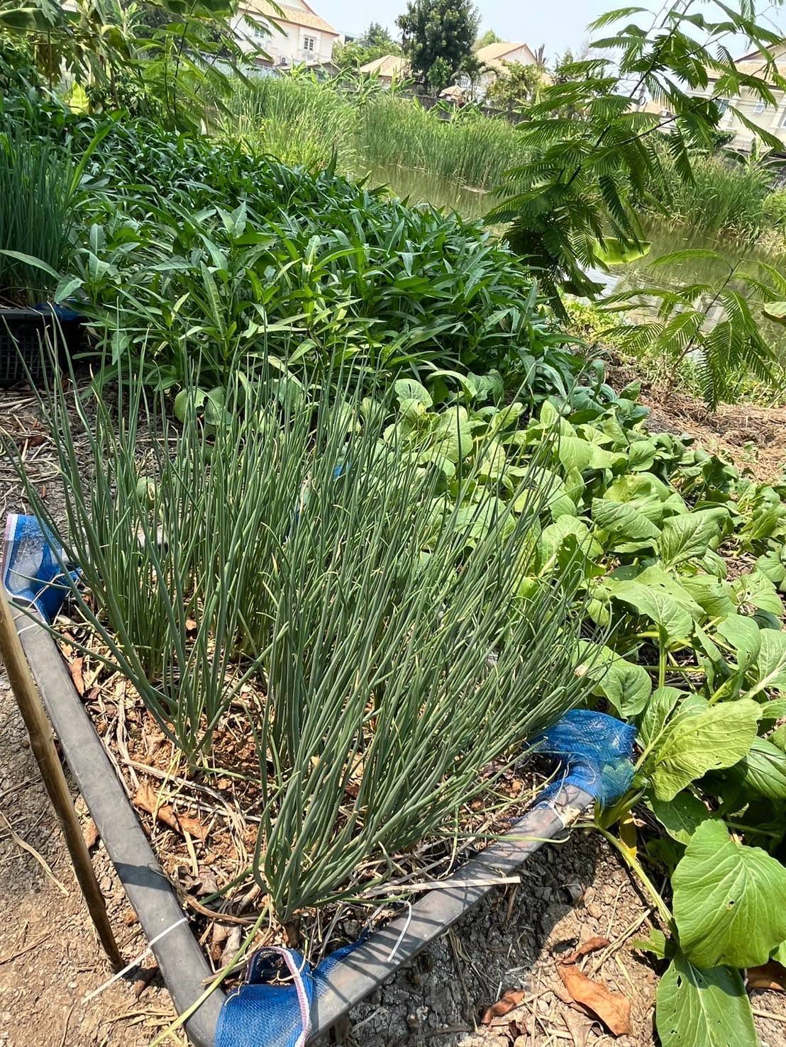 อำเภอบางกรวยร่วมกับสพอ.บางกรวยลงพื้นที่ตรวจเยี่ยมโครงการปลูกพืชผักสวนครัวของชุมชนหมู่บ้านเทพนคร หมู่ที่ 7 ตำบลมหาสวัสดิ์ อำเภอบางกรวย จังหวัดนนทบุรี