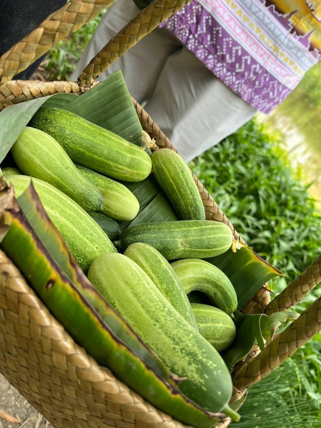 อำเภอบางกรวยร่วมกับสพอ.บางกรวยลงพื้นที่ตรวจเยี่ยมโครงการปลูกพืชผักสวนครัวของชุมชนหมู่บ้านเทพนคร หมู่ที่ 7 ตำบลมหาสวัสดิ์ อำเภอบางกรวย จังหวัดนนทบุรี