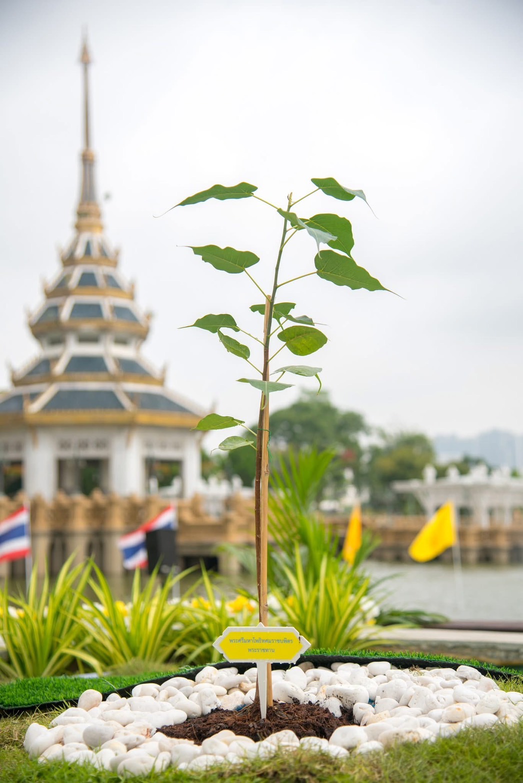 สำนักงานพัฒนาชุมชนจังหวัดนนทบุรี เข้าร่วมพิธีปลูกต้น “พระศรีมหาโพธิทศมราชบพิตร”เพื่อเป็นสัญลักษณ์แห่งความร่มเย็นเป็นสุข ความมั่นคง และเป็นสิริมงคลแก่แผ่นดิน